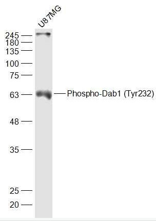 Dab1 (phospho-Tyr232) antibody
