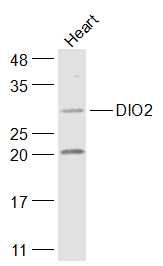 DIO2 antibody