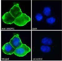 Goat anti-ANGPT1 Antibody