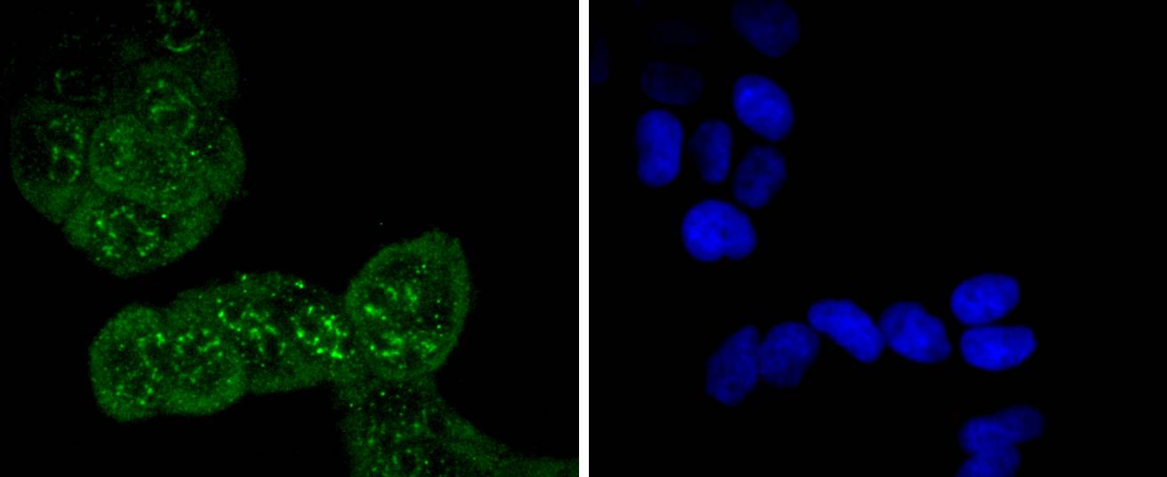 Cdc6 (Phospho-S54) Antibody