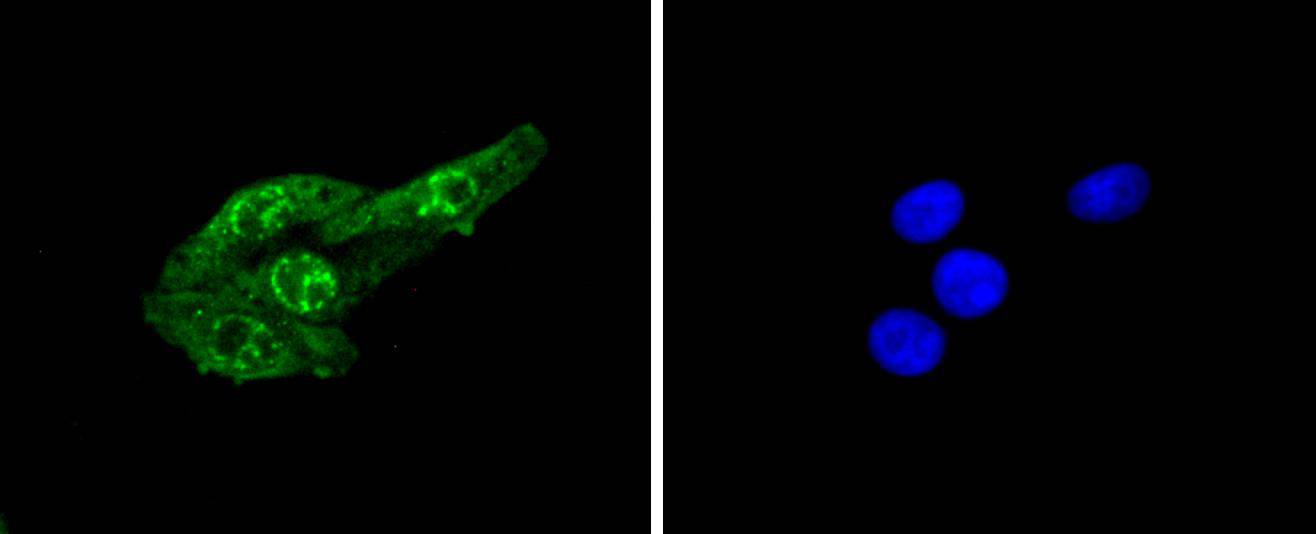 Cdc6 (Phospho-S54) Antibody