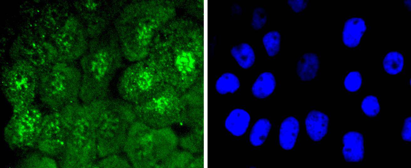 Cdc6 (Phospho-S54) Antibody