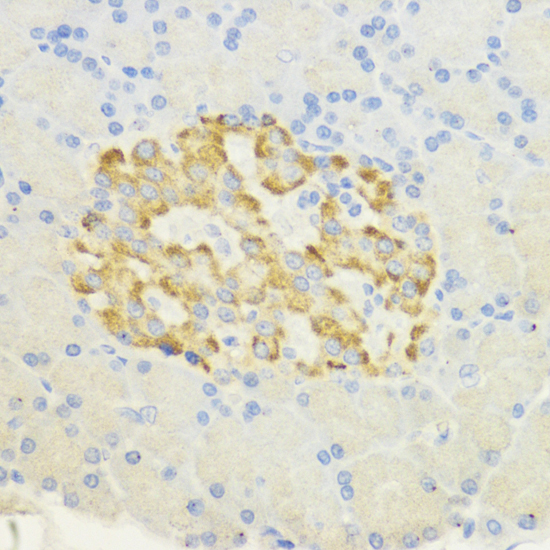 SURF4 Polyclonal Antibody