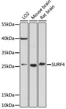 SURF4 Polyclonal Antibody