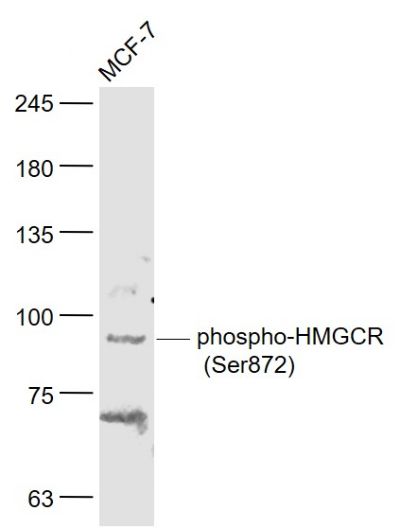 HMGCR (phospho-Ser872) antibody