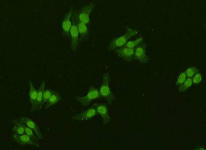 IRX2 Antibody