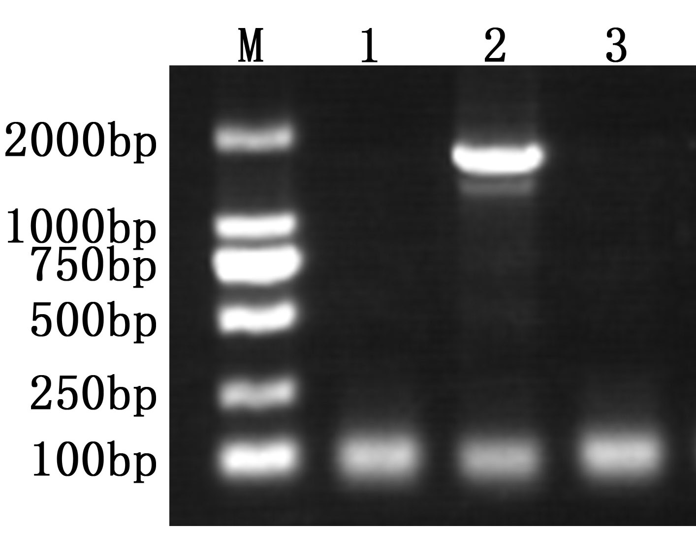 Taq DNA Polymerase Antibody Antibody