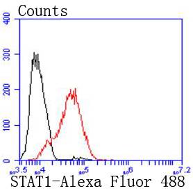STAT1 Antibody
