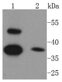 Caspase Antibody