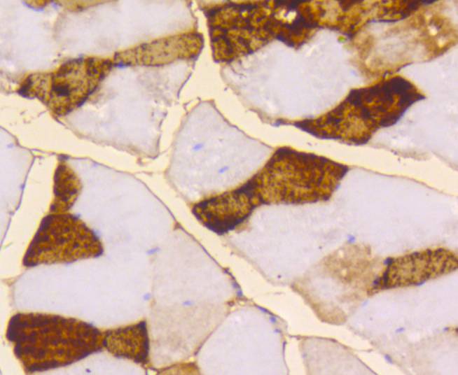 Myoglobin Antibody