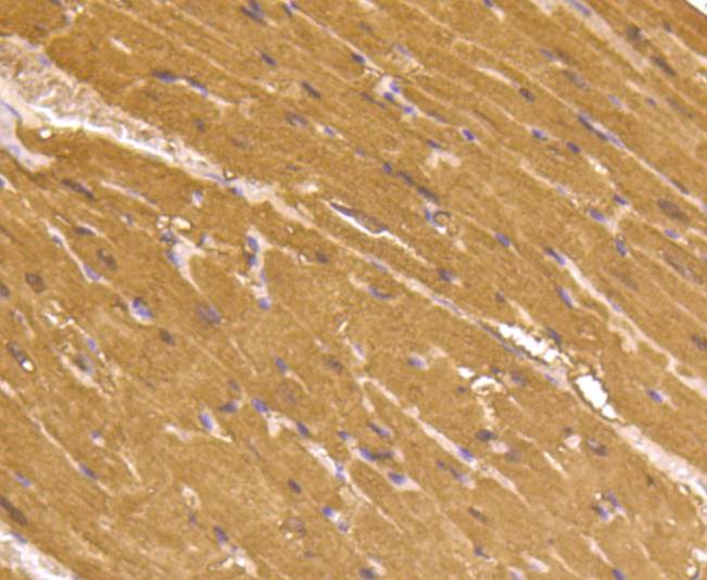 Myoglobin Antibody