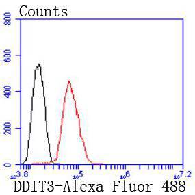 DDIT3 Antibody