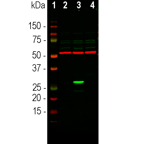 Green Fluorescent Protein (GFP) Antibody