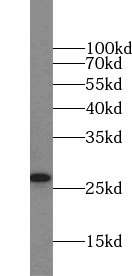 SNAP25 antibody