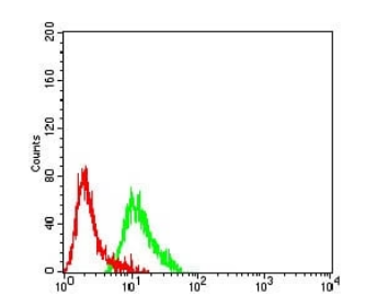 GRM2 Antibody