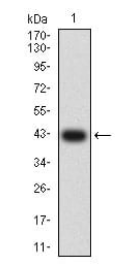 GRM2 Antibody