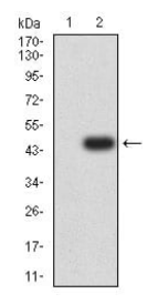 GRM2 Antibody