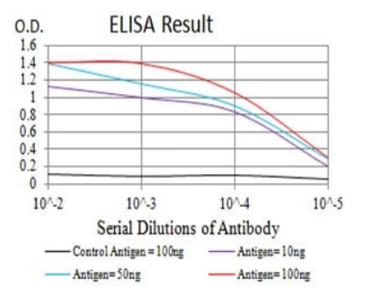 GRM2 Antibody