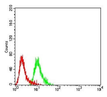 GRM2 Antibody