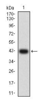 GRM2 Antibody