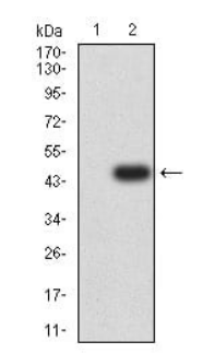 GRM2 Antibody