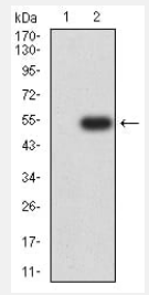 CD352 Antibody