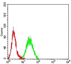 KMT2D Antibody