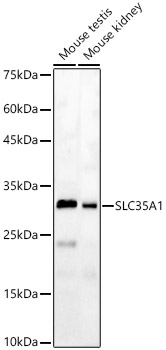 SLC35A1 antibody