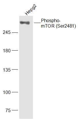 mTOR (phospho-Ser2481) antibody