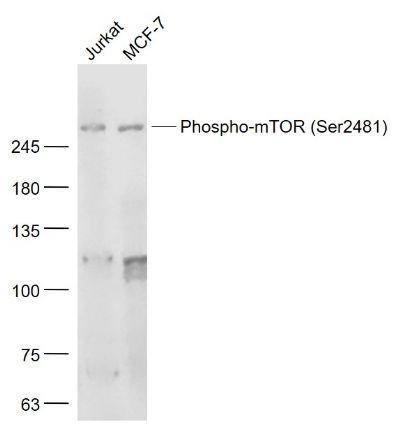 mTOR (phospho-Ser2481) antibody