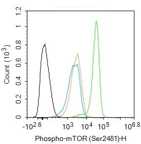 mTOR (phospho-Ser2481) antibody