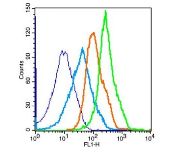 mTOR (phospho-Ser2481) antibody