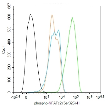 NFATc2 (phospho-Ser326) antibody