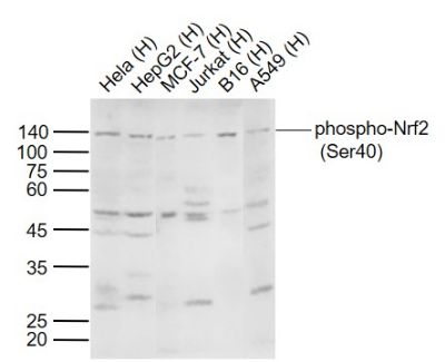 Nrf2 (phospho-Ser40) antibody