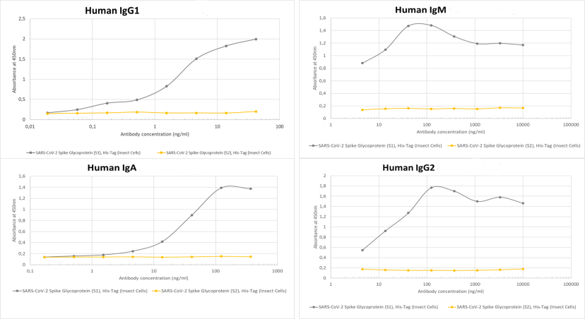 COVID-19 & SARS-CoV S glycoprotein antibody