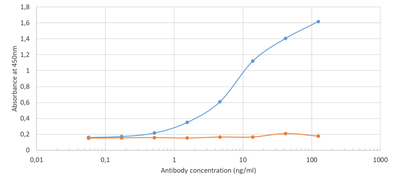 COVID-19 & SARS-CoV S glycoprotein antibody