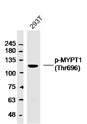 MYPT1 (phospho-Thr696) antibody