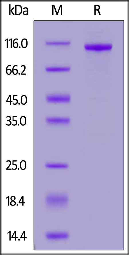 Human PTK7 / CCK4 Protein