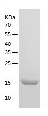 Human HN1L protein