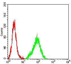 FLI1 Antibody