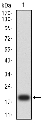 FLI1 Antibody