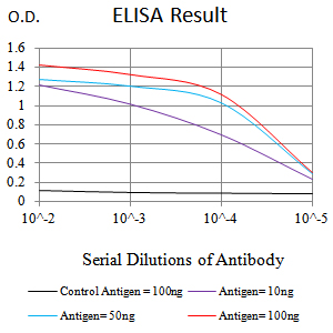 FLI1 Antibody