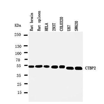 C-terminal-binding protein 2 CTBP2 Antibody