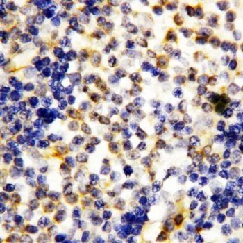 Anti-Granzyme A/GZMA Antibody