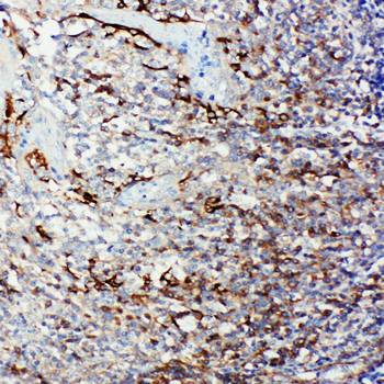 Anti-Caspase 9/CASP9 Antibody