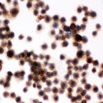 Anti-CD45/PTPRC Antibody