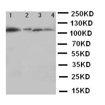 Hsp105/HSPH1 Antibody