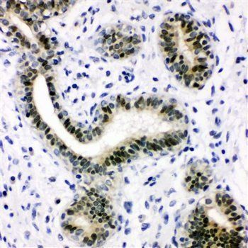 XRCC1 Antibody