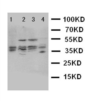 Bub3 Antibody