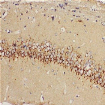 5HT1A Receptor/HTR1A Antibody